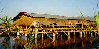 Huehnerfarm, Ban Doi Ngam, Chiang Saen, Chiang Rai  (11.7 K)